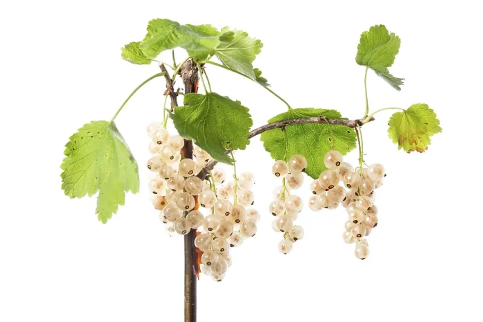Gerahmter Druck : Weißer Johannisbeere (Ribes rubrum) Gerahmter Druck : Weißer Johannisbeere (Ribes rubrum)
