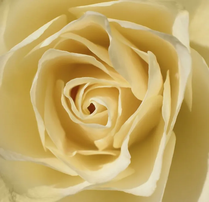 Gerahmter Druck : Weiße Rose Gerahmter Druck : Weiße Rose