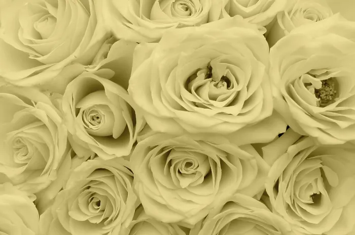 Gerahmter Druck : Weiße Rosen Gerahmter Druck : Weiße Rosen