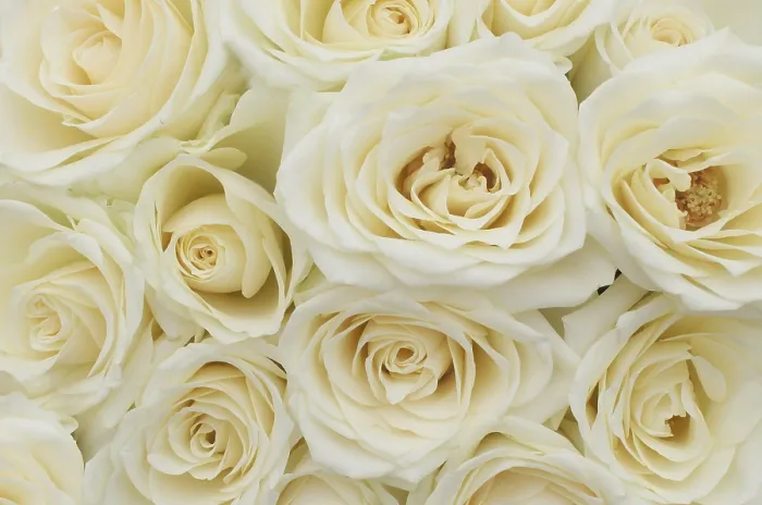 Gerahmter Druck : Weiße Rosen. Gerahmter Druck : Weiße Rosen.