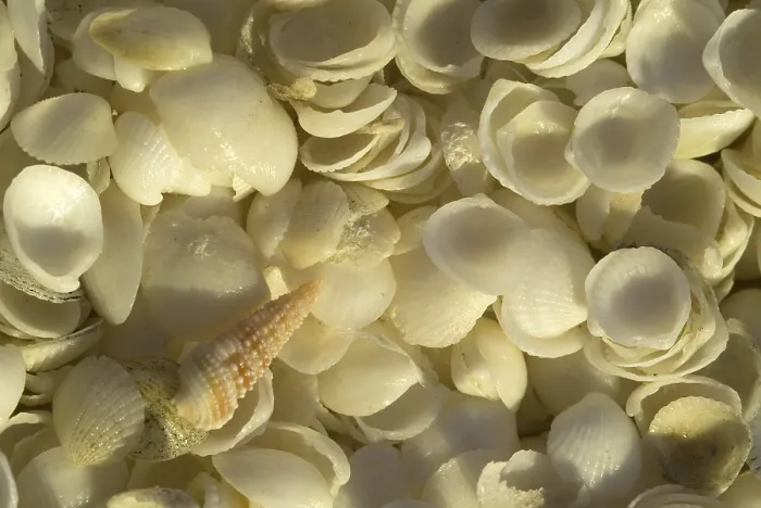 Gerahmter Druck : Weiße Muscheln am Shell Beach in Westaustralien. Gerahmter Druck : Weiße Muscheln am Shell Beach in Westaustralien.