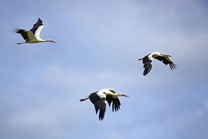 Gerahmter Druck : Weißstörche in der Flugbahn auf blauem Himmel Gerahmter Druck : Weißstörche in der Flugbahn auf blauem Himmel