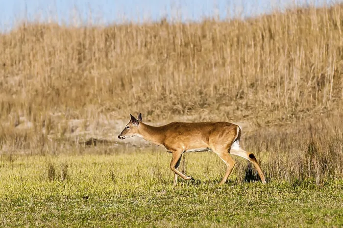Gerahmter Druck : Weißwedelhirsch Bambi in der Wildnis. Gerahmter Druck : Weißwedelhirsch Bambi in der Wildnis.