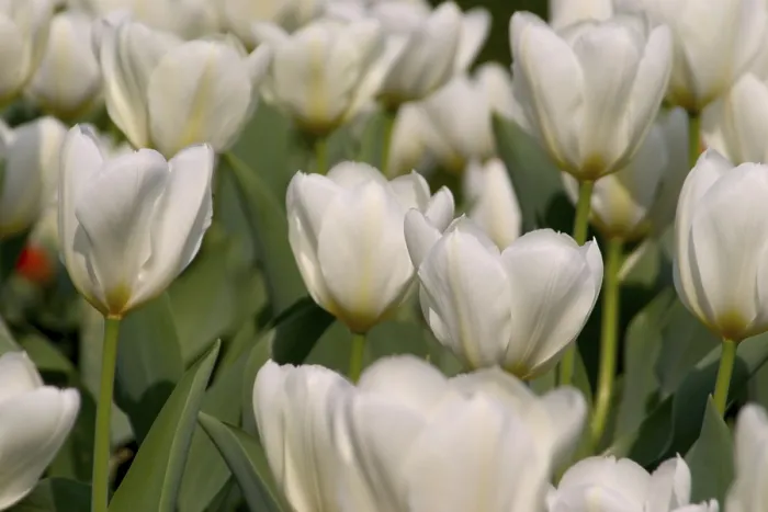 Gerahmter Druck : Weiße Tulpen Gerahmter Druck : Weiße Tulpen
