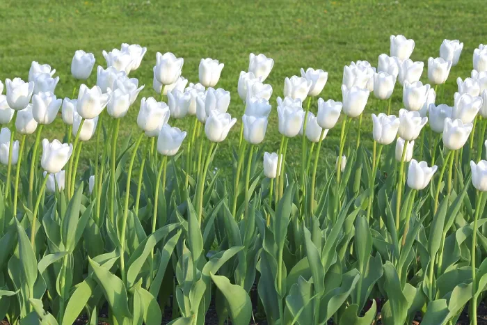 Gerahmter Druck : Weiße Tulpen Gerahmter Druck : Weiße Tulpen