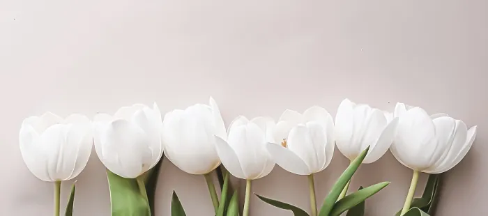 Gerahmter Druck : Weiße Tulpen auf beigeem Hintergrund. Gerahmter Druck : Weiße Tulpen auf beigeem Hintergrund.