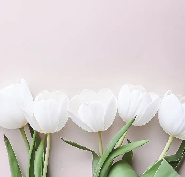 Gerahmter Druck : Weißer Tulpen auf beigeem Hintergrund. Gerahmter Druck : Weißer Tulpen auf beigeem Hintergrund.