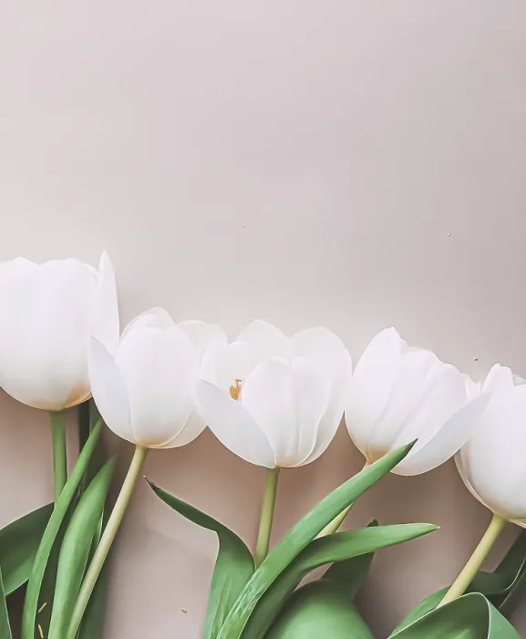 Gerahmter Druck : Weiße Tulpen auf beiger Hintergrund. Gerahmter Druck : Weiße Tulpen auf beiger Hintergrund.