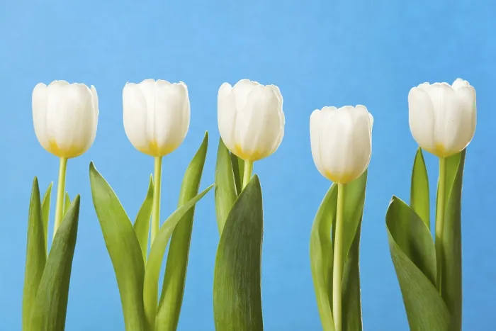 Gerahmter Druck : Weiße Tulpen in einer Reihe.