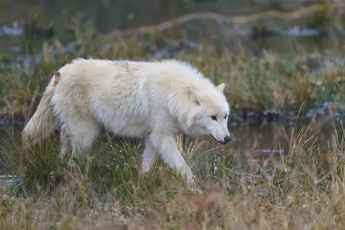Gerahmter Druck : Ein weißer Wolf, der eine weite Wiese durchquert. Gerahmter Druck : Ein weißer Wolf, der eine weite Wiese durchquert.