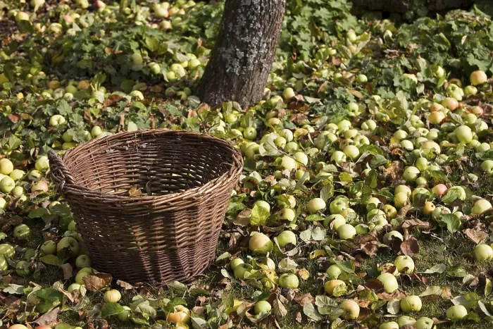 Gerahmter Druck : Ein Korb aus Weidengeflecht unter einem Apfelbaum. Gerahmter Druck : Ein Korb aus Weidengeflecht unter einem Apfelbaum.