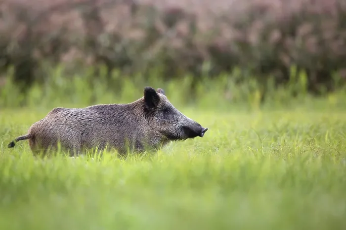 Gerahmter Druck : Wildschwein in einem Lichtungen im Wild Gerahmter Druck : Wildschwein in einem Lichtungen im Wild