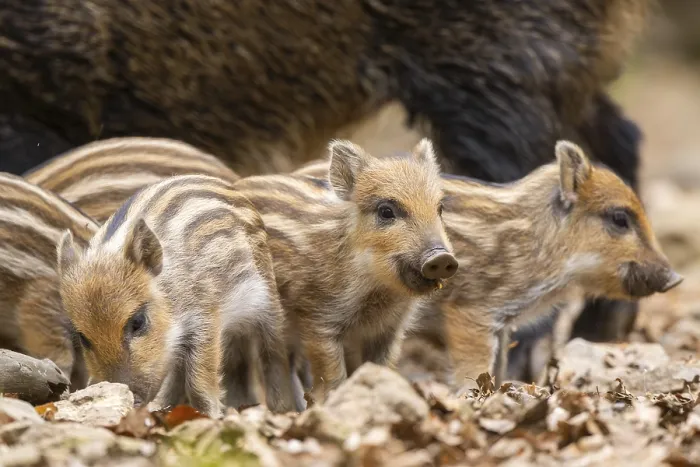 Gerahmter Druck : Wildschwein (Sus scrofa) Ferkel stehen in einem Wald. Gerahmter Druck : Wildschwein (Sus scrofa) Ferkel stehen in einem Wald.