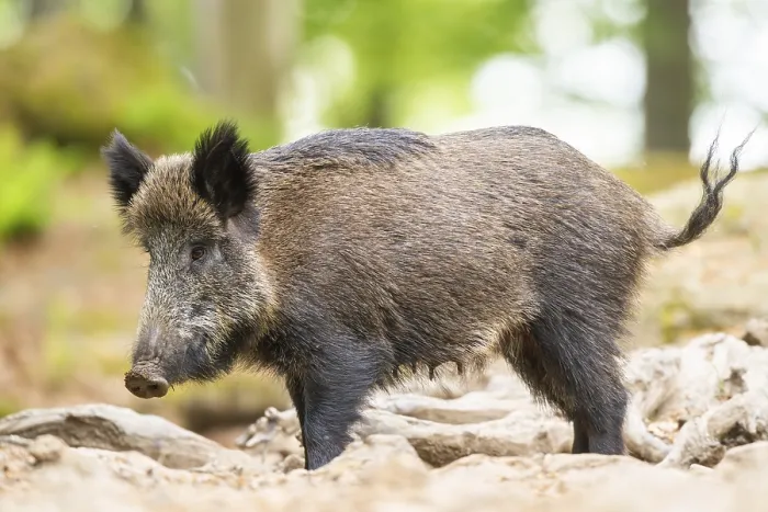 Gerahmter Druck : Wildschwein (Sus scrofa) steht in einem Wald. Gerahmter Druck : Wildschwein (Sus scrofa) steht in einem Wald.
