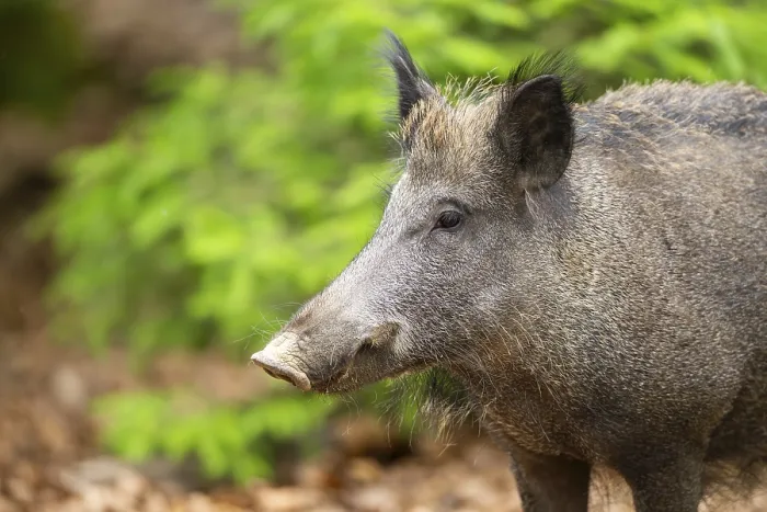 Gerahmter Druck : Wildschwein (Sus scrofa) steht in einem Wald. Gerahmter Druck : Wildschwein (Sus scrofa) steht in einem Wald.