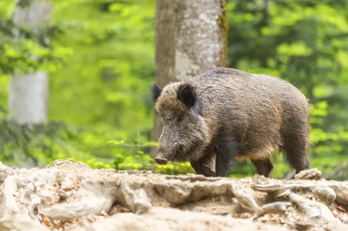 Gerahmter Druck : Wildschwein (Sus scrofa) geht im Wald. Gerahmter Druck : Wildschwein (Sus scrofa) geht im Wald.