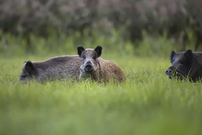 Gerahmter Druck : Wildschweine im Wild, in einer Lichtung. Gerahmter Druck : Wildschweine im Wild, in einer Lichtung.