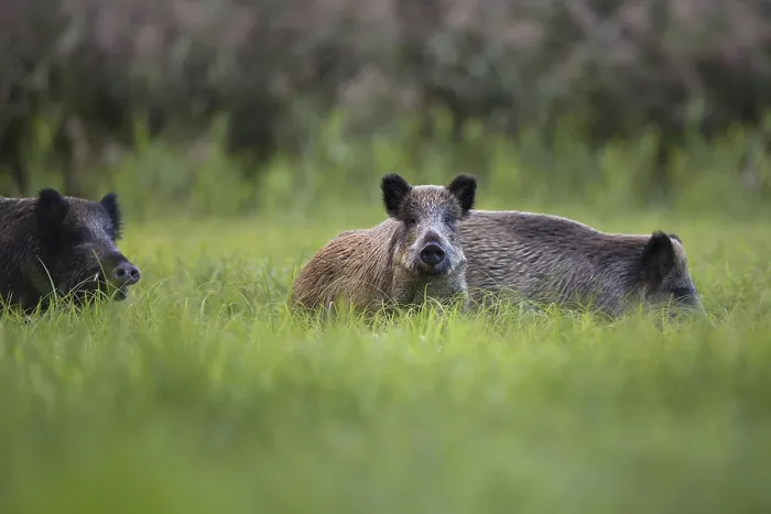 Gerahmter Druck : Wildschweine im Wild, in einer Lichtung. Gerahmter Druck : Wildschweine im Wild, in einer Lichtung.