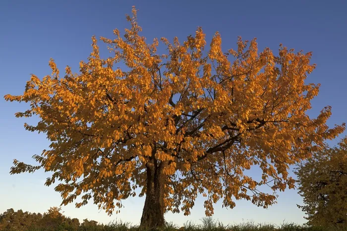Gerahmter Druck : Wild-Kirsche (Prunus avium) Baum Gerahmter Druck : Wild-Kirsche (Prunus avium) Baum
