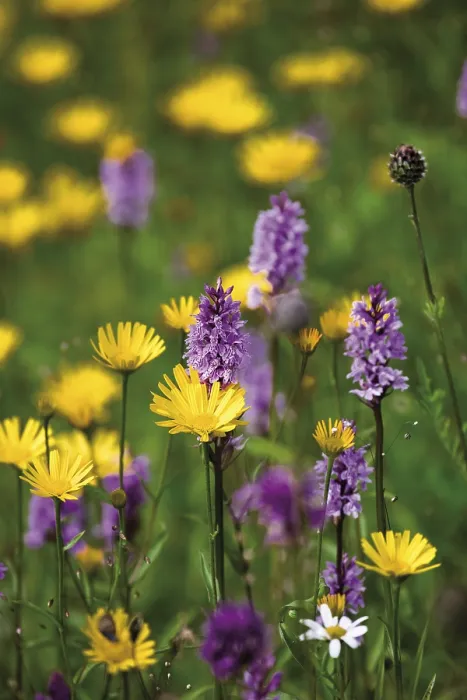 Gerahmter Druck : Wildeblumenwiese Gerahmter Druck : Wildeblumenwiese