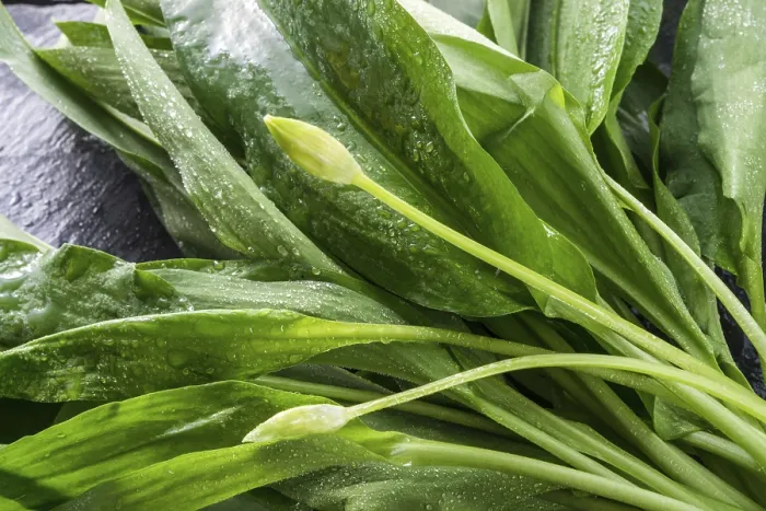 Gerahmter Druck : Wildknoblauch Gerahmter Druck : Wildknoblauch