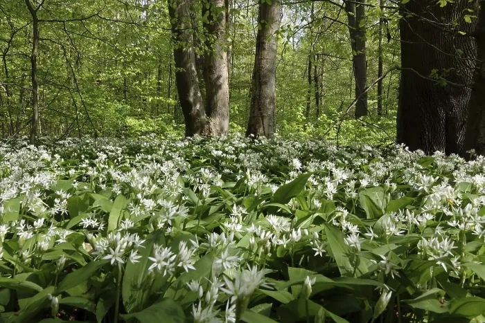 Gerahmter Druck : Wildgurke im Wald Gerahmter Druck : Wildgurke im Wald