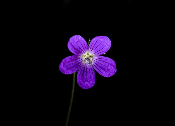 Gerahmter Druck : Wild- Geranie, Geranium maculatum Gerahmter Druck : Wild- Geranie, Geranium maculatum