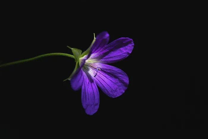 Gerahmter Druck : Wild Nelken, Geranium maculatum