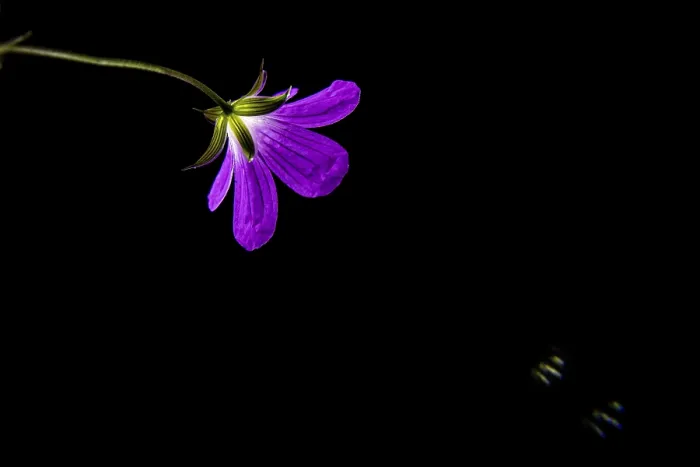 Gerahmter Druck : Wild Geranie, Geranium maculatum Gerahmter Druck : Wild Geranie, Geranium maculatum