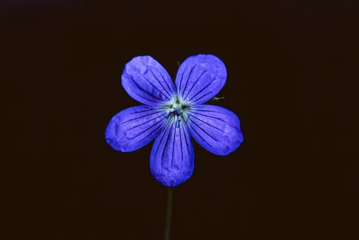 Gerahmter Druck : Wild-Weide, Geranium maculatum