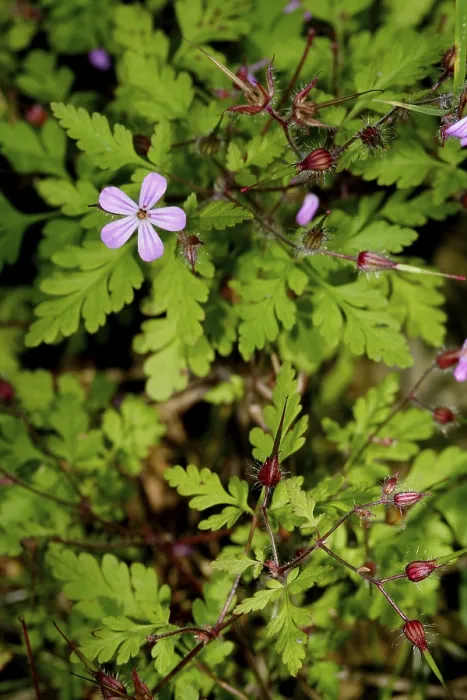 Gerahmter Druck : Wild- Geranie (Geranium pusillum) Gerahmter Druck : Wild- Geranie (Geranium pusillum)