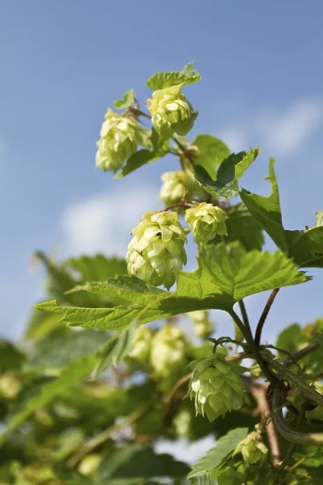 Gerahmter Druck : Wild Hopfen (Humulus lupulus) Gerahmter Druck : Wild Hopfen (Humulus lupulus)