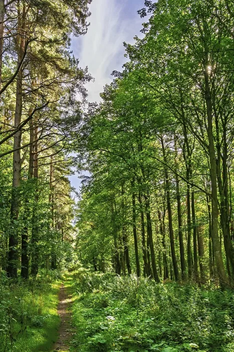 Gerahmter Druck : Ein wilder Pfad im Wald. Gerahmter Druck : Ein wilder Pfad im Wald.