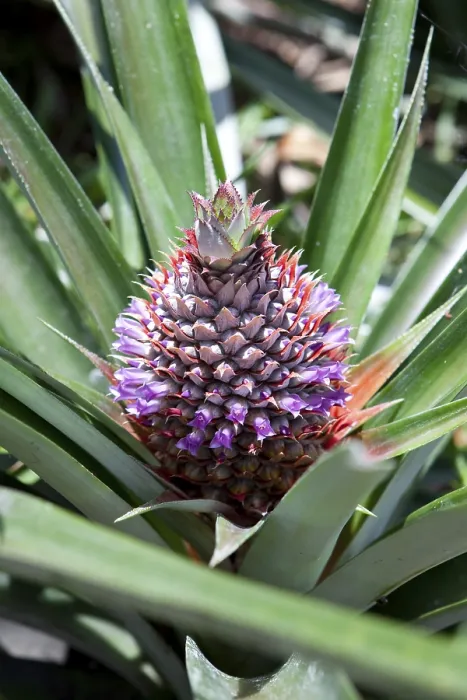 Gerahmter Druck : Wild Ananas (Ananas comosus) Gerahmter Druck : Wild Ananas (Ananas comosus)