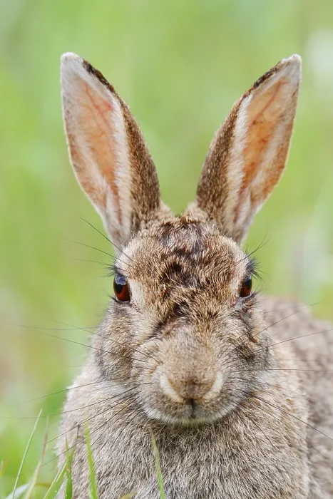 Gerahmter Druck : Wildkaninchen (Oryctolagus cuniculus) Gerahmter Druck : Wildkaninchen (Oryctolagus cuniculus)