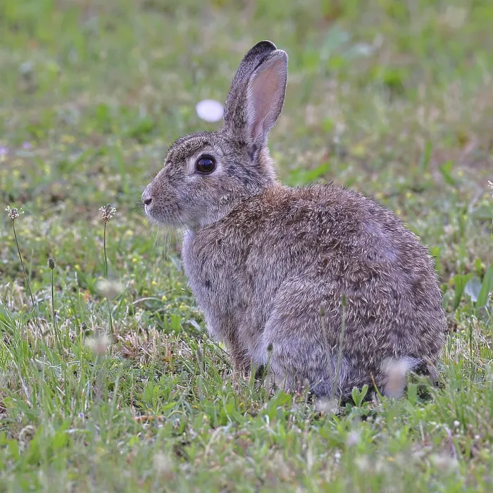Gerahmter Druck : Wildkaninchen (Oryctolagus cuniculus) Gerahmter Druck : Wildkaninchen (Oryctolagus cuniculus)