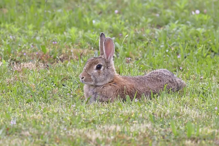 Gerahmter Druck : Wildkaninchen (Oryctolagus cuniculus) Gerahmter Druck : Wildkaninchen (Oryctolagus cuniculus)