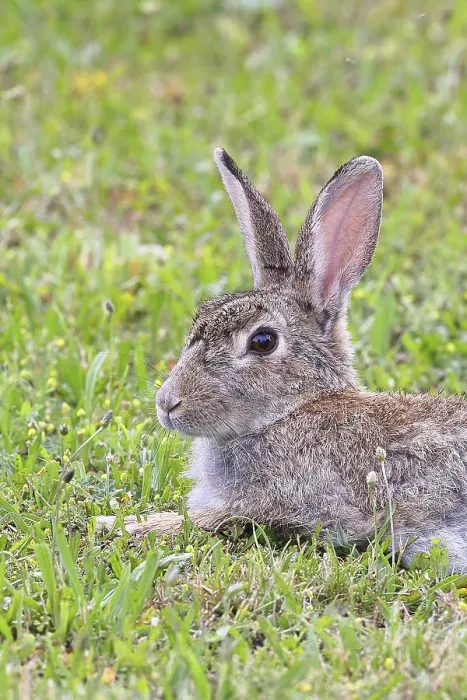Gerahmter Druck : Wildkaninchen (Oryctolagus cuniculus) Gerahmter Druck : Wildkaninchen (Oryctolagus cuniculus)
