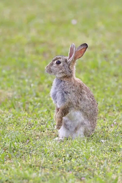 Gerahmter Druck : Wildkaninchen (Oryctolagus cuniculus) Gerahmter Druck : Wildkaninchen (Oryctolagus cuniculus)