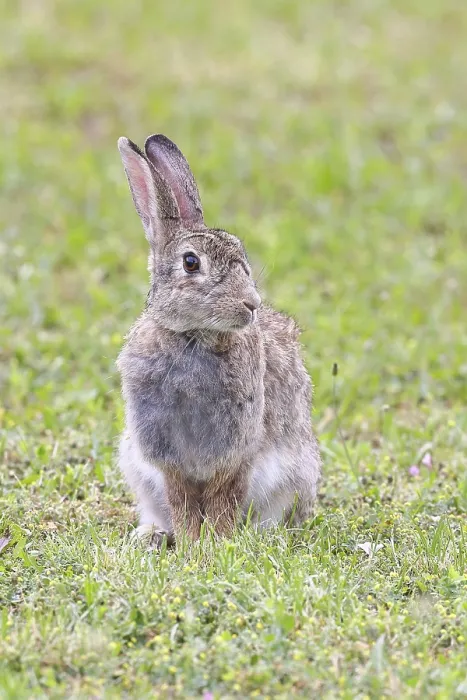 Gerahmter Druck : Wildkaninchen (Oryctolagus cuniculus) Gerahmter Druck : Wildkaninchen (Oryctolagus cuniculus)