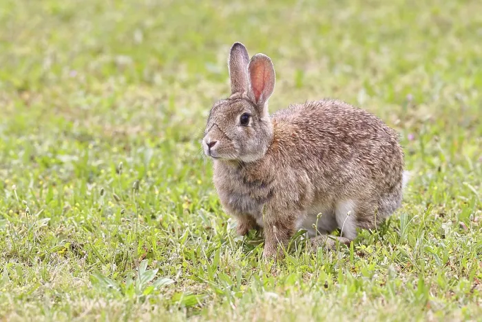 Gerahmter Druck : Wildkaninchen (Oryctolagus cuniculus) Gerahmter Druck : Wildkaninchen (Oryctolagus cuniculus)