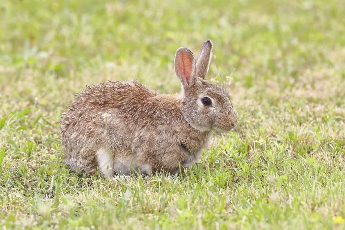 Gerahmter Druck : Wildkaninchen (Oryctolagus cuniculus) Gerahmter Druck : Wildkaninchen (Oryctolagus cuniculus)