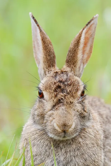 Gerahmter Druck : Wildkaninchen (Oryctolagus cuniculus) Gerahmter Druck : Wildkaninchen (Oryctolagus cuniculus)