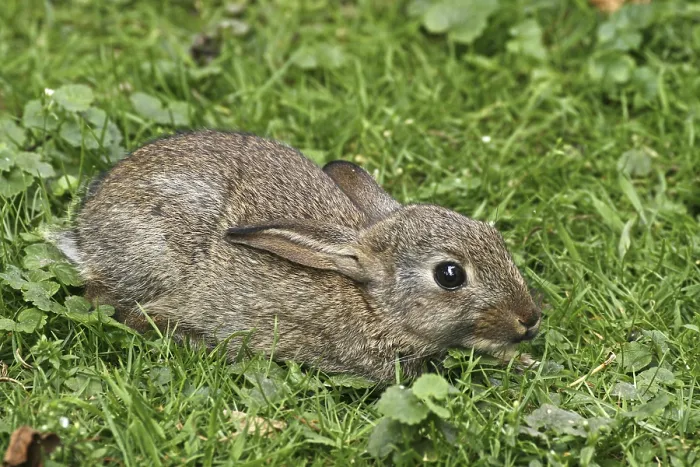 Gerahmter Druck : Wildkaninchen, Oryctolagus cuniculus Gerahmter Druck : Wildkaninchen, Oryctolagus cuniculus