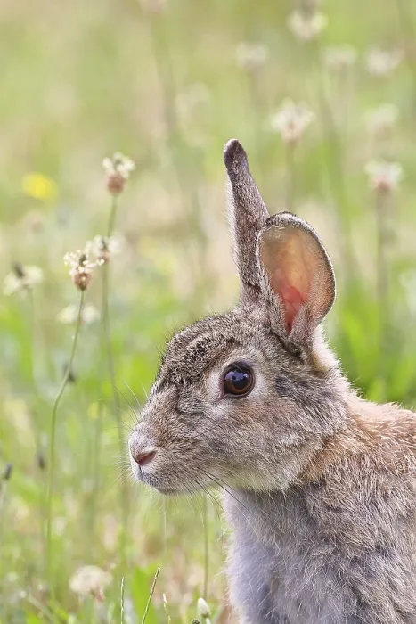Gerahmter Druck : Wildkaninchen (Oryctolagus cuniculus) in einer Wiese, Tierporträt, vollwachsen, wachsam. Gerahmter Druck : Wildkaninchen (Oryctolagus cuniculus) in einer Wiese, Tierporträt, vollwachsen, wachsam.