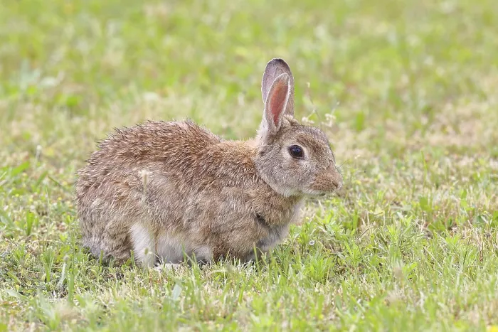 Gerahmter Druck : Wildkaninchen (Oryctolagus cuniculus) in einer Wiese, erwachsene Tiere, Wildtiere, Tiere, Nagetiere Gerahmter Druck : Wildkaninchen (Oryctolagus cuniculus) in einer Wiese, erwachsene Tiere, Wildtiere, Tiere, Nagetiere