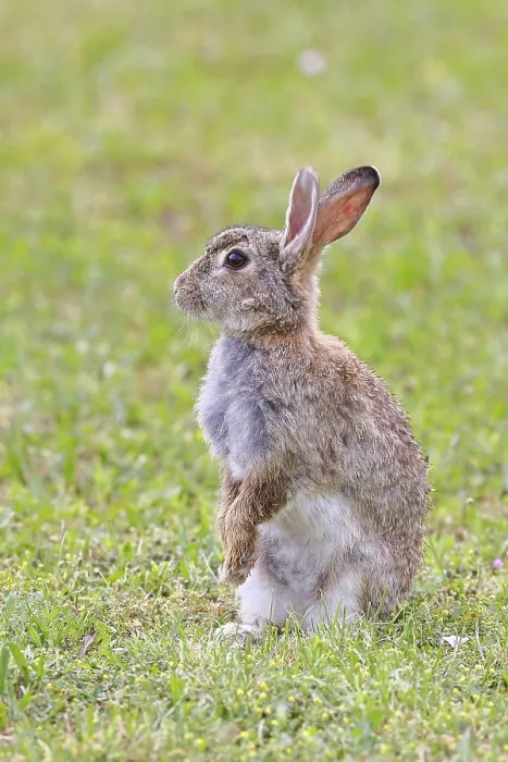 Gerahmter Druck : Wildkaninchen (Oryctolagus cuniculus) Gerahmter Druck : Wildkaninchen (Oryctolagus cuniculus)
