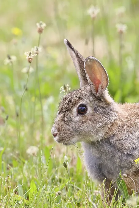 Gerahmter Druck : Wildkaninchen (Oryctolagus cuniculus) Gerahmter Druck : Wildkaninchen (Oryctolagus cuniculus)