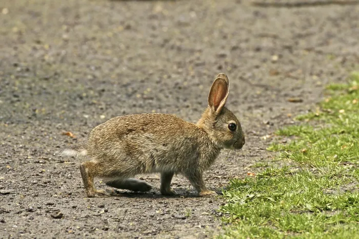 Gerahmter Druck : Wildkaninchen, Oryctolagus cuniculus. Gerahmter Druck : Wildkaninchen, Oryctolagus cuniculus.