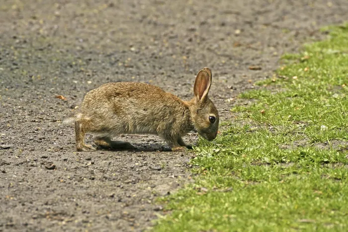 Gerahmter Druck : Wildkaninchen, Oryctolagus cuniculus Gerahmter Druck : Wildkaninchen, Oryctolagus cuniculus